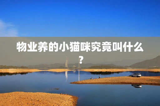 物业养的小猫咪究竟叫什么？